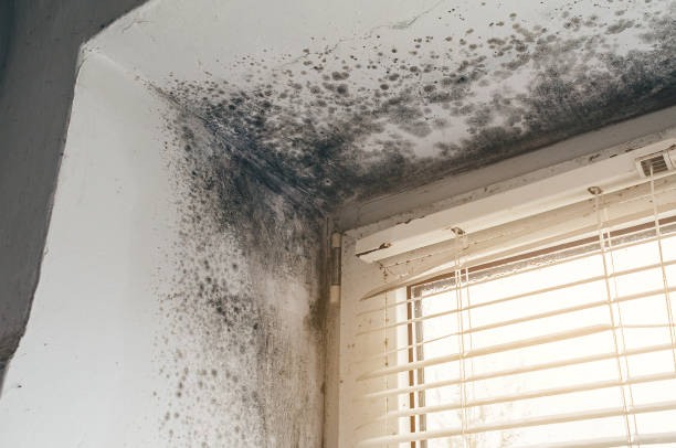 Affordable Commercial Mold Remediation solutions in Erwinna, PA